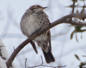 Dusky Thrush 真駒内 Thu, 12/1/2022