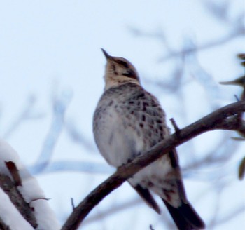 Dusky Thrush 真駒内 Thu, 12/1/2022