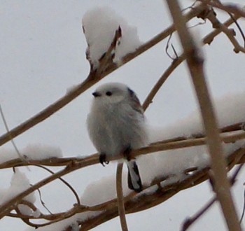 Long-tailed tit(japonicus) Makomanai Park Thu, 12/1/2022