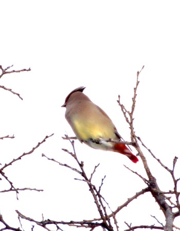 Japanese Waxwing 真駒内 Thu, 12/1/2022