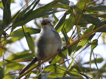 Japanese Bush Warbler 兵庫県神戸市西区 Sat, 3/3/2018