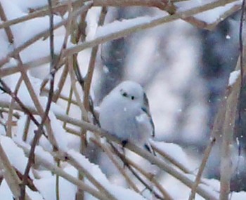 Long-tailed tit(japonicus) Makomanai Park Thu, 12/1/2022