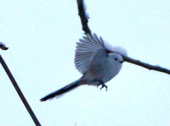 Long-tailed tit(japonicus) Makomanai Park Thu, 12/1/2022