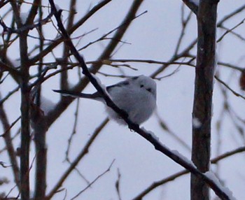 Long-tailed tit(japonicus) Makomanai Park Thu, 12/1/2022