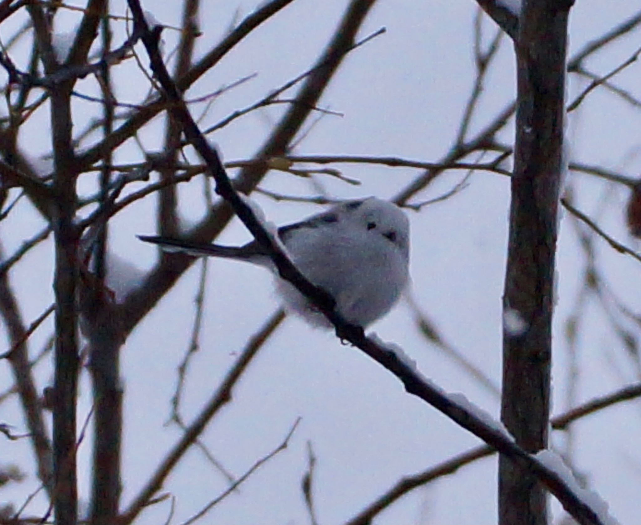 Photo of Long-tailed tit(japonicus) at Makomanai Park by xuuhiro