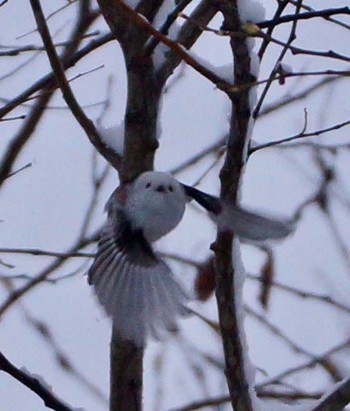 Long-tailed tit(japonicus) Makomanai Park Thu, 12/1/2022