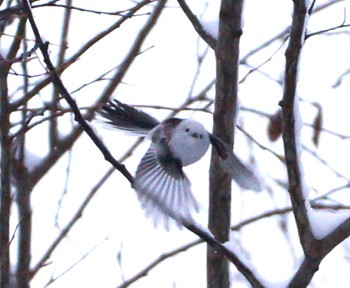 Long-tailed tit(japonicus) Makomanai Park Thu, 12/1/2022