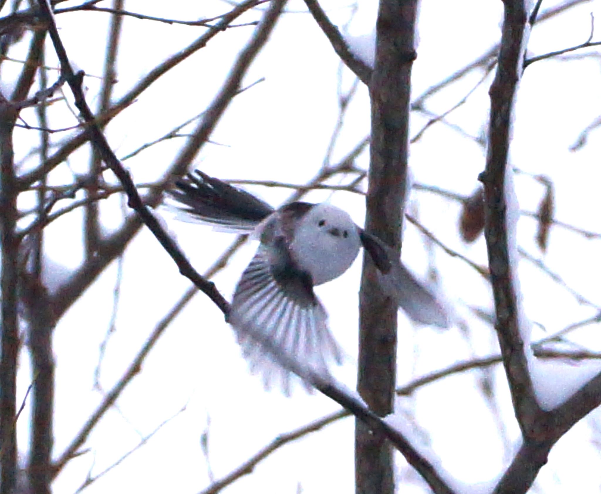 Photo of Long-tailed tit(japonicus) at Makomanai Park by xuuhiro