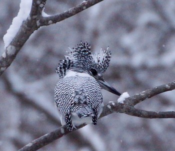 Crested Kingfisher 真駒内川 Thu, 12/1/2022