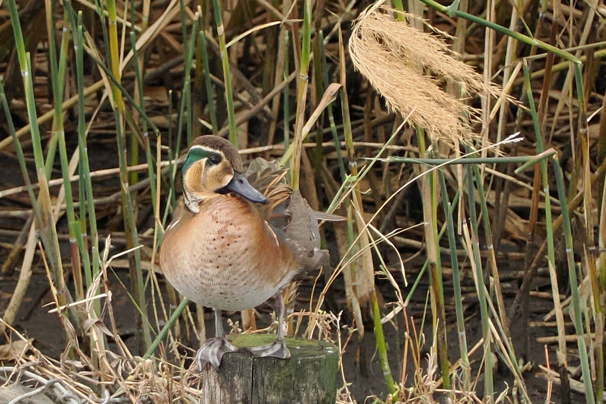 境川遊水地公園 トモエガモの写真