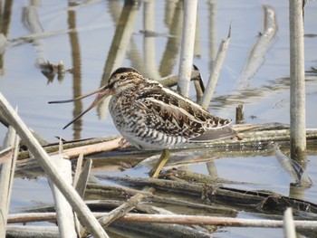 Common Snipe 兵庫県明石市 Sat, 2/24/2018