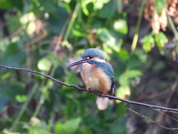 Common Kingfisher Asaba Biotope Sat, 11/19/2022