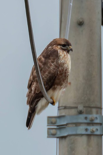 Eastern Buzzard 宮城県東松島市 Thu, 12/1/2022