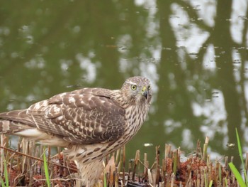 Eurasian Goshawk Mizumoto Park Tue, 11/29/2022