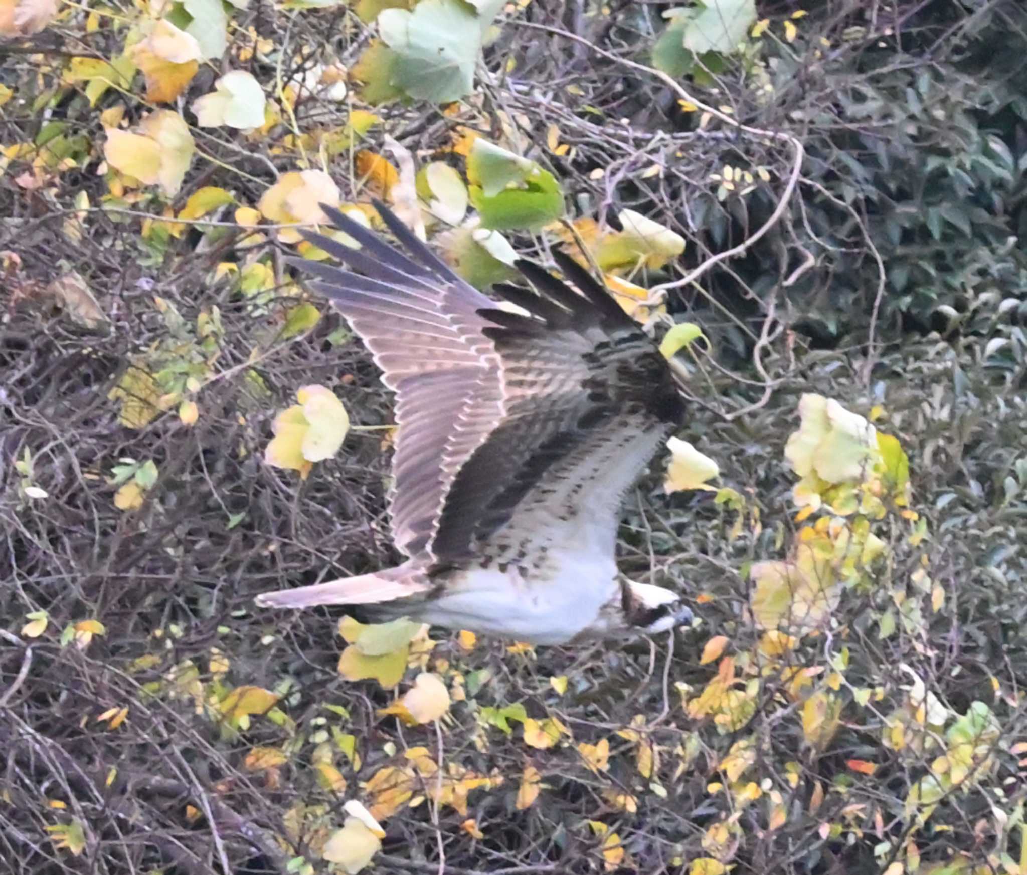 横浜市金沢区長浜公園 ミサゴの写真