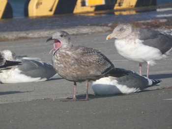 Glaucous-winged Gull Kushiro Port Sat, 11/26/2022