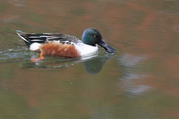 Northern Shoveler Osaka castle park Sun, 11/27/2022