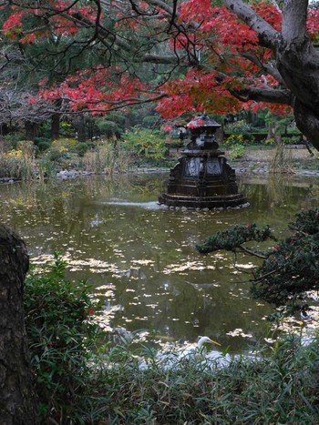 2022年12月1日(木) 日比谷公園、外堀、内堀の野鳥観察記録