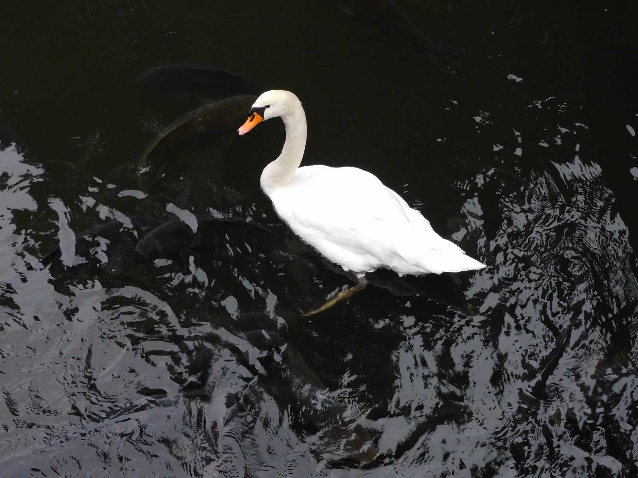 日比谷公園、外堀、内堀 コブハクチョウの写真 by morinokotori