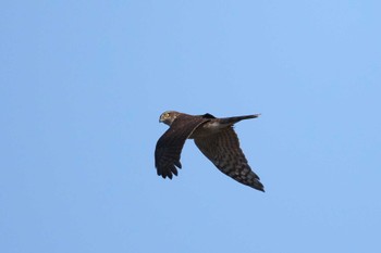 Eurasian Sparrowhawk 多摩川 Sun, 11/27/2022