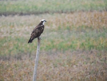 2022年11月26日(土) 大阪南港野鳥園の野鳥観察記録