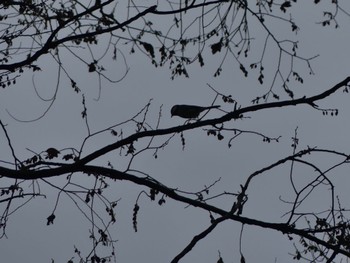 Wed, 11/30/2022 Birding report at 鶴ヶ島市運動公園