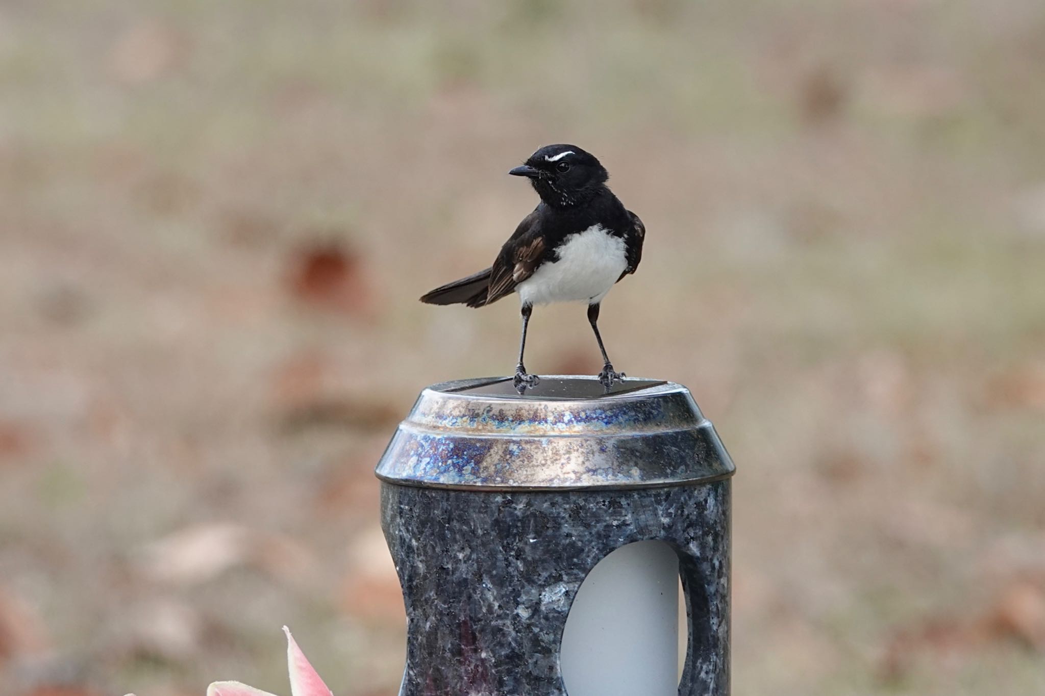 Photo of Willie Wagtail at ケアンズ by のどか