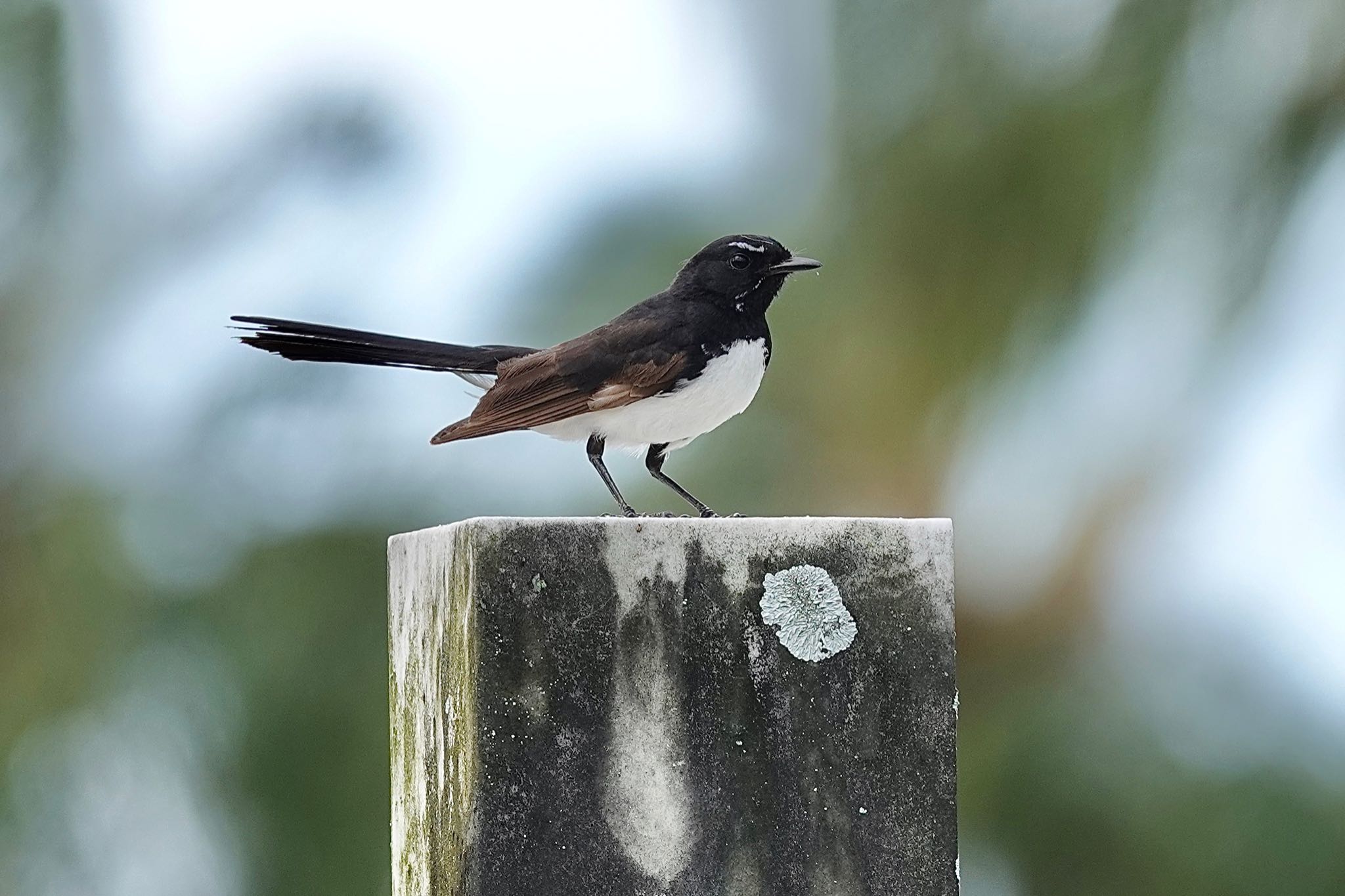 Willie Wagtail