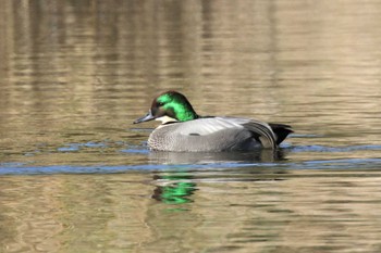 Falcated Duck 兵庫県神戸市 Mon, 11/28/2022