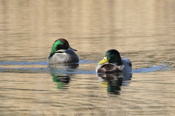 Mallard 兵庫県神戸市 Mon, 11/28/2022