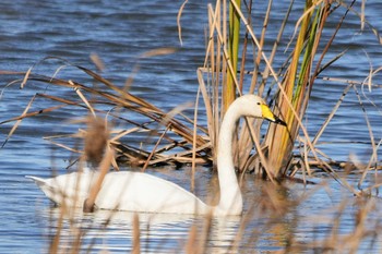 2022年11月27日(日) 芝川第一調節池(芝川貯水池)の野鳥観察記録