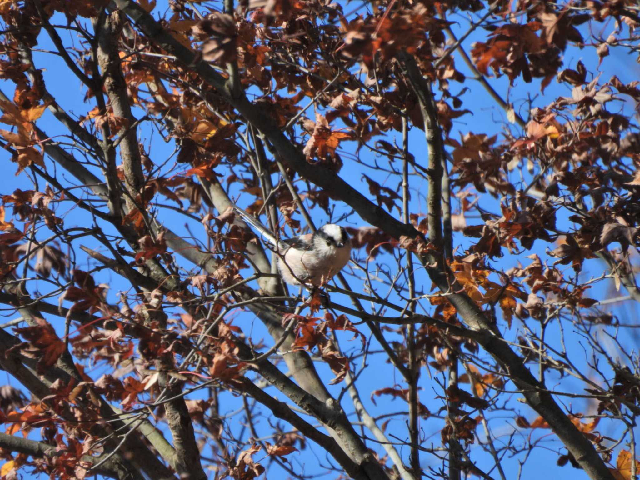 早戸川林道 エナガの写真 by NM🐥📷