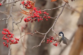 Coal Tit Makomanai Park Fri, 11/4/2022