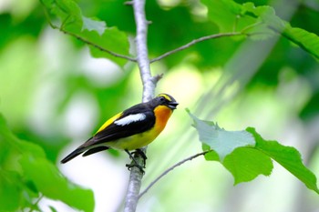 Narcissus Flycatcher 北海道 Mon, 6/27/2022