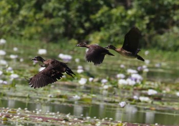 Spotted Whistling Duck Lake Field National Park Unknown Date