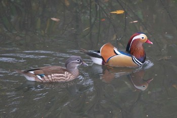 2022年12月1日(木) 奈良山公園の野鳥観察記録