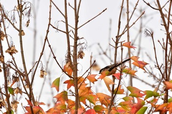 2022年12月2日(金) 長浜公園の野鳥観察記録