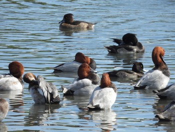 Common Pochard Tokyo Port Wild Bird Park Sun, 10/23/2022