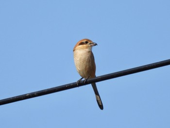 Bull-headed Shrike 大栗川(多摩川合流地点) Thu, 11/3/2022