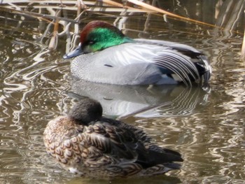 Falcated Duck 境川遊水地公園 Wed, 2/23/2022