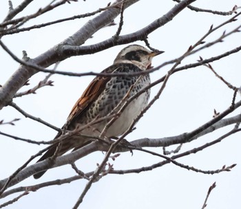 2022年11月26日(土) 長野道 梓川サービスエリアの野鳥観察記録