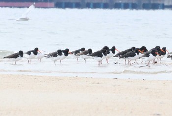 2022年12月1日(木) 高松干潟(四日市)の野鳥観察記録
