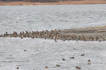 Thu, 12/1/2022 Birding report at Fujimae Tidal Flat
