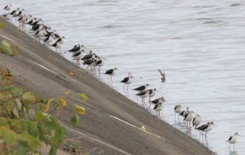 2022年12月1日(木) 土留木川河口(東海市)の野鳥観察記録