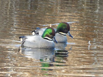 Falcated Duck 羽生水郷公園 Fri, 12/2/2022