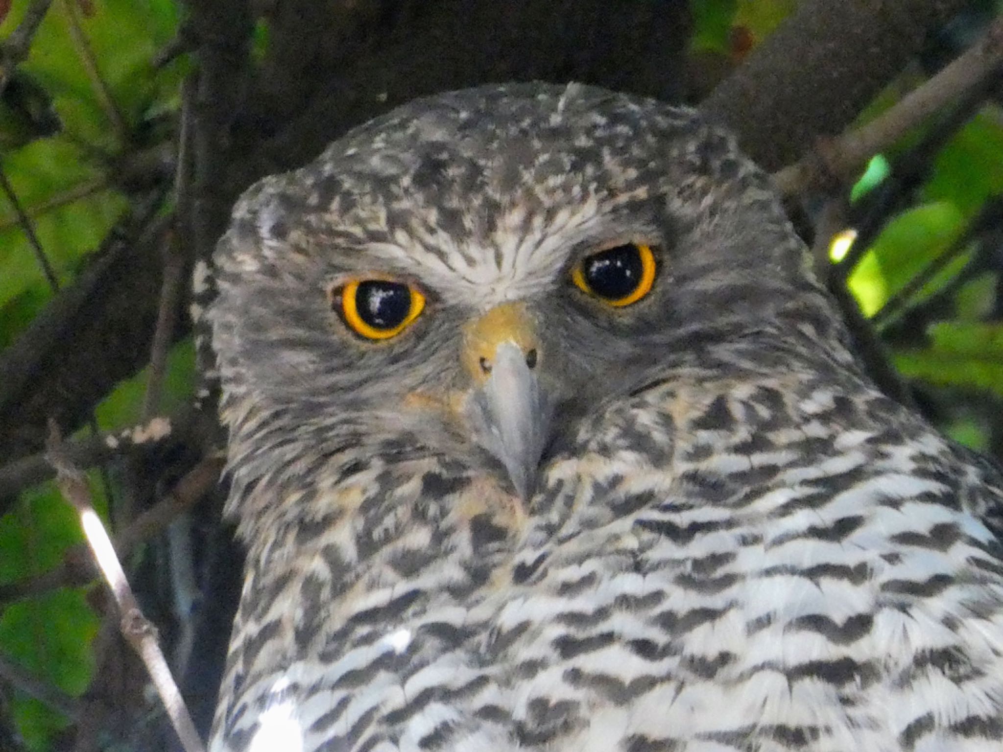 Royal Botanic Gardens Sydney オニアオバズクの写真 by Maki