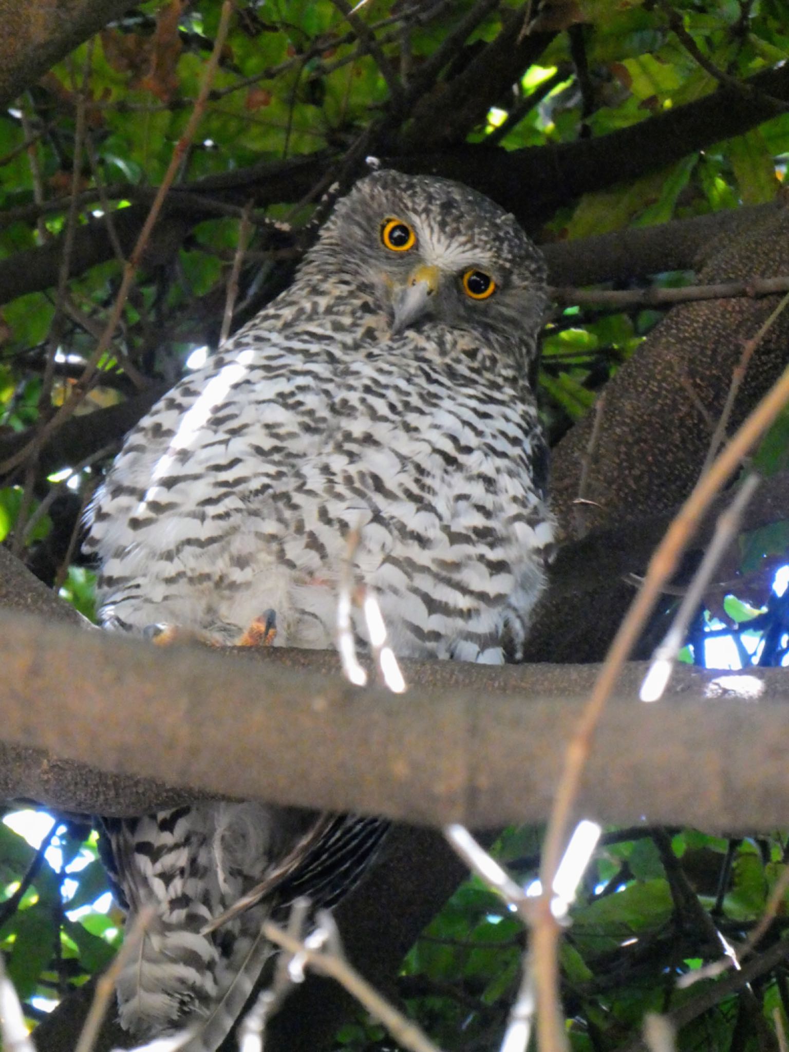 Photo of Powerful Owl at Royal Botanic Gardens Sydney by Maki