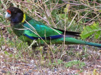 コダイマキエインコ パース 撮影日未設定