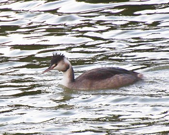 2022年12月2日(金) 上石津ミサンザイ古墳(お堀)の野鳥観察記録