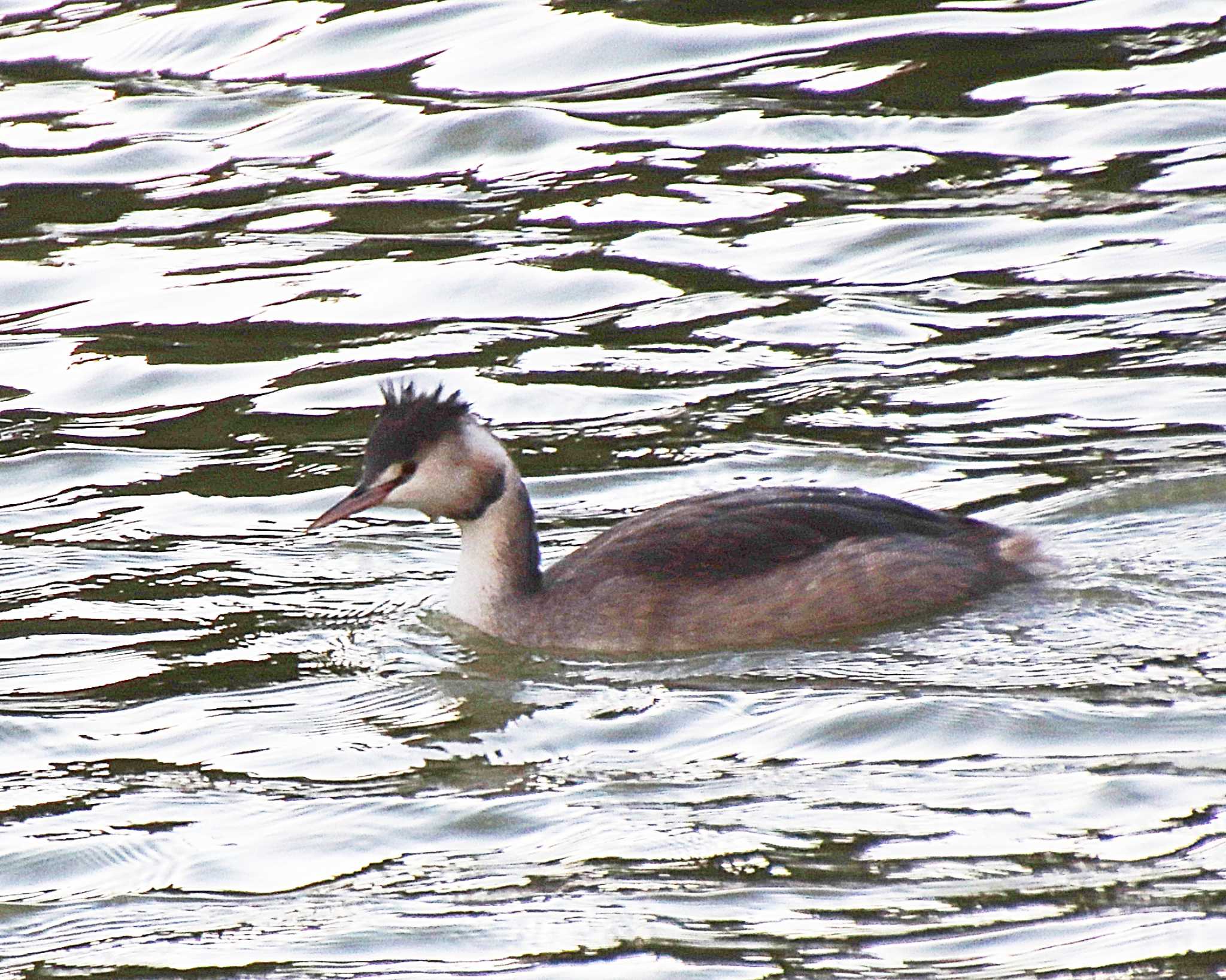 Great Crested Grebe